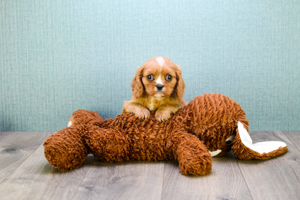 Playful Cavalier King Charles Spaniel Purebred Pup