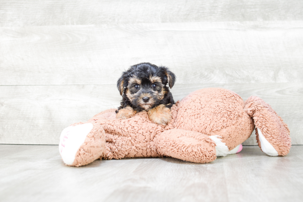 Friendly Morkie Baby
