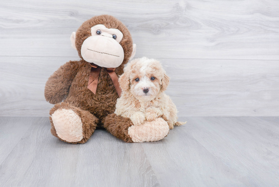 Happy Mini Goldendoodle Baby