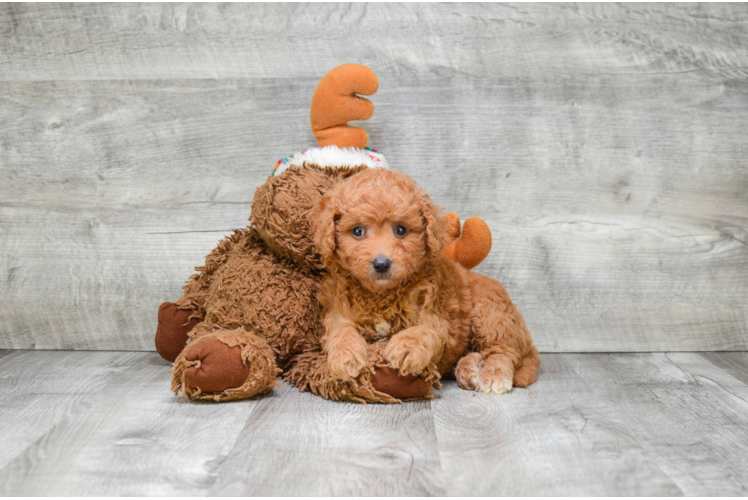 Hypoallergenic Golden Retriever Poodle Mix Puppy