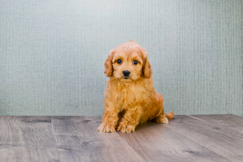 Energetic Golden Retriever Poodle Mix Puppy