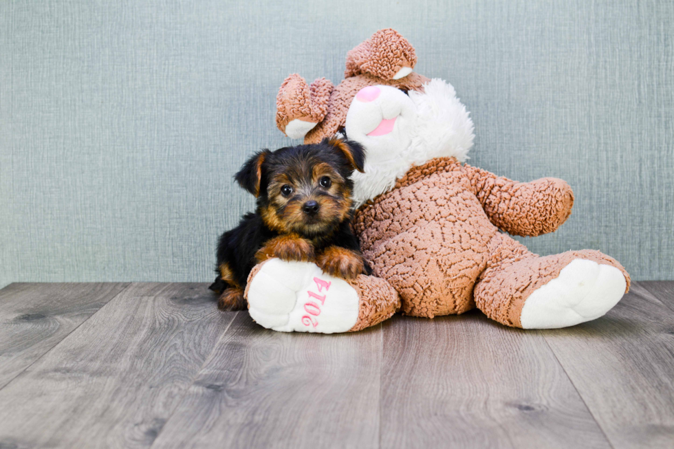 Meet Jeremy - our Yorkshire Terrier Puppy Photo 