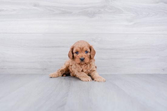 Best Cavapoo Baby