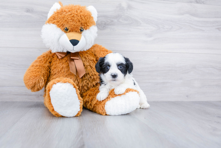 Teddy Bear Pup Being Cute