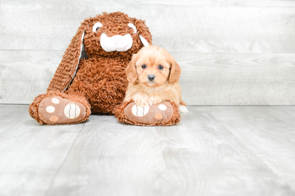 Adorable Cavoodle Poodle Mix Puppy