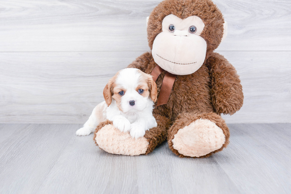 Hypoallergenic Cavalier King Charles Spaniel Purebred Pup