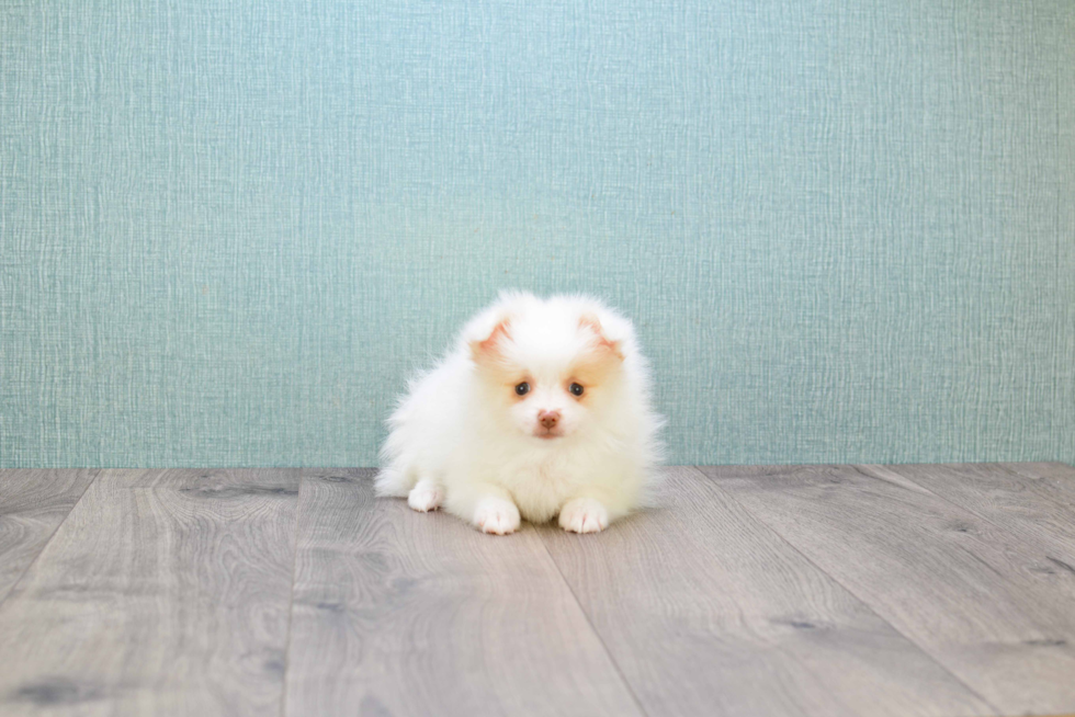 Friendly Pomeranian Purebred Pup