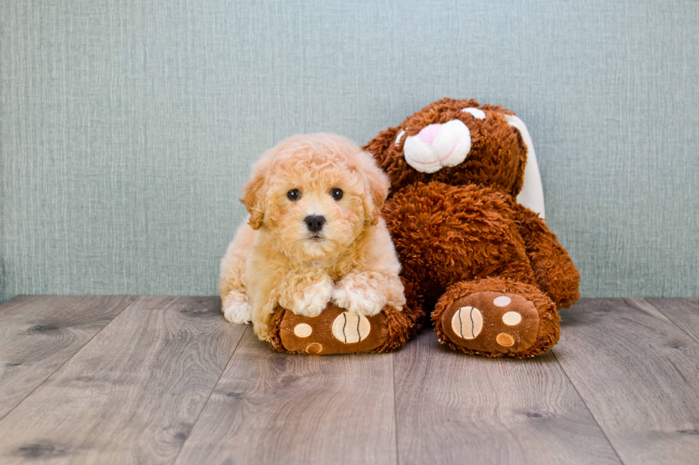 Cavapoo Puppy for Adoption