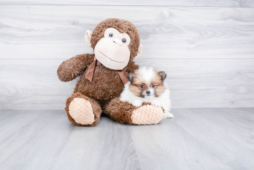 Fluffy Pomeranian Purebred Puppy