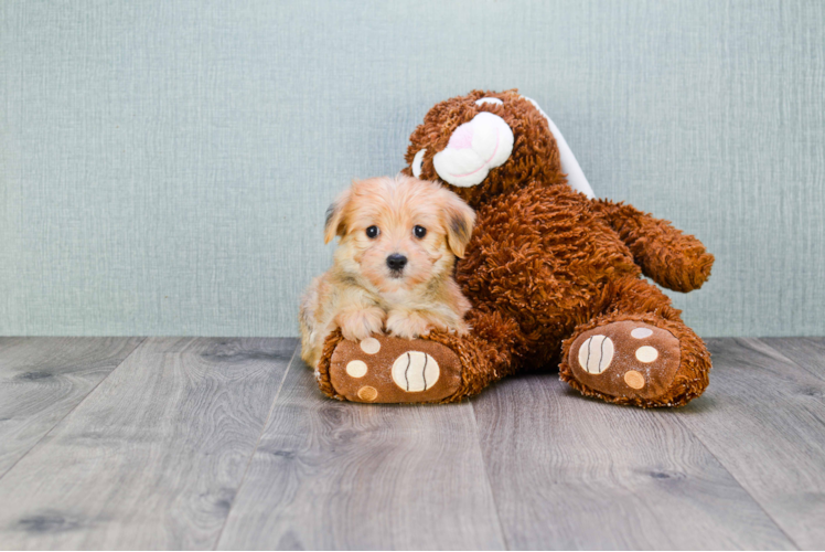 Small Morkie Baby