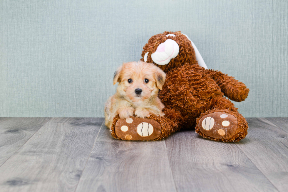Small Morkie Baby