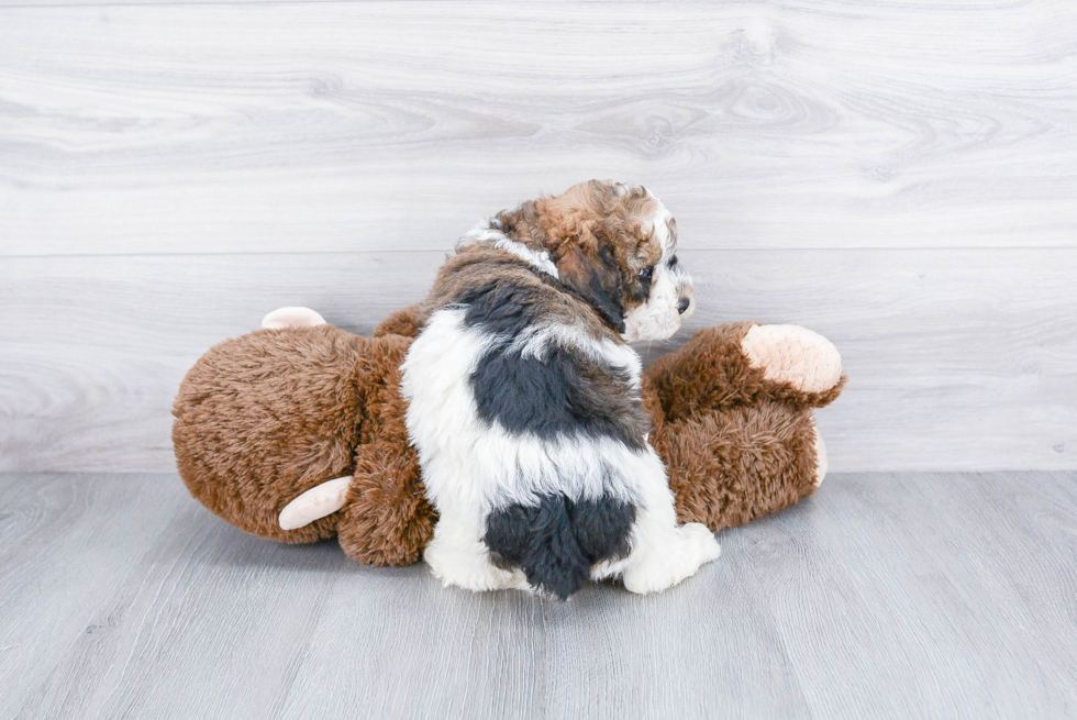 Sweet Mini Bernedoodle Baby