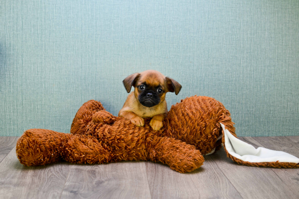 Cute Brussels Griffon Mix Pup