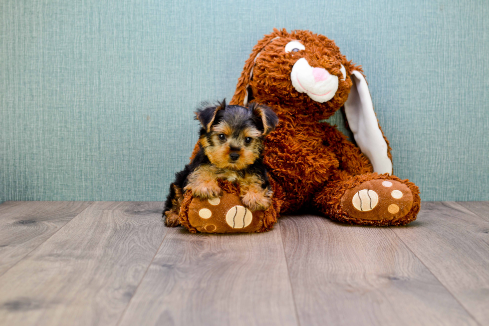 Meet Twinkle - our Yorkshire Terrier Puppy Photo 