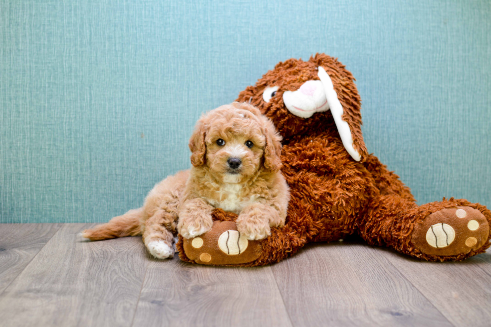 Happy Cavapoo Baby