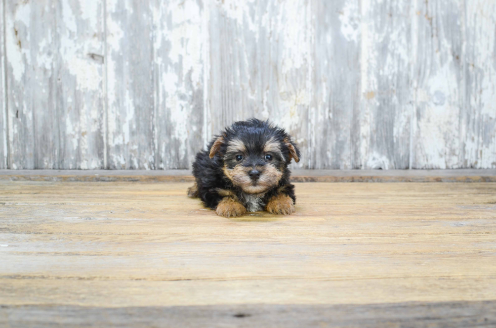 Morkie Puppy for Adoption