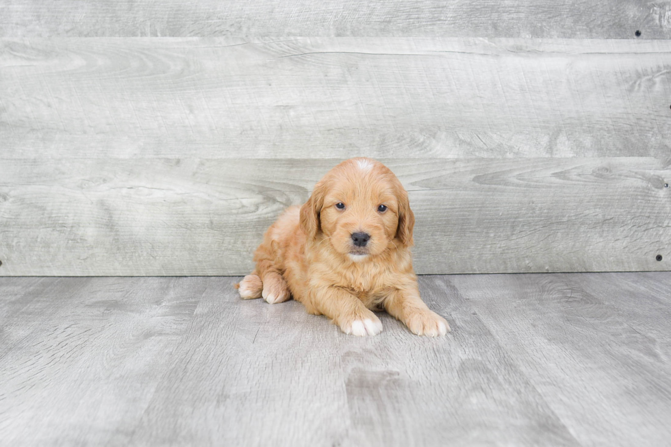 Happy Mini Goldendoodle Baby