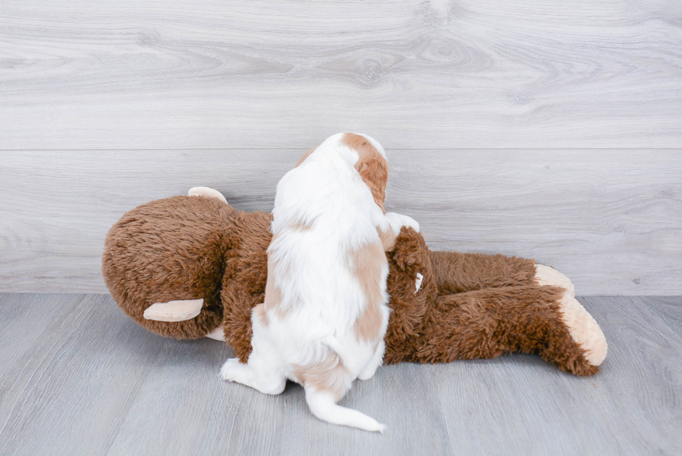 Friendly Cavalier King Charles Spaniel Baby