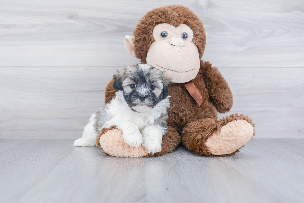 Havanese Pup Being Cute