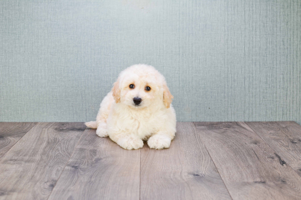 Petite Mini Goldendoodle Poodle Mix Pup