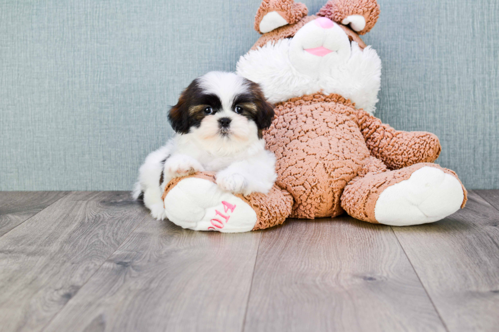 Teddy Bear Pup Being Cute