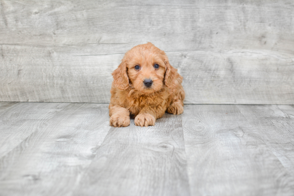 Cute Mini Goldendoodle Baby