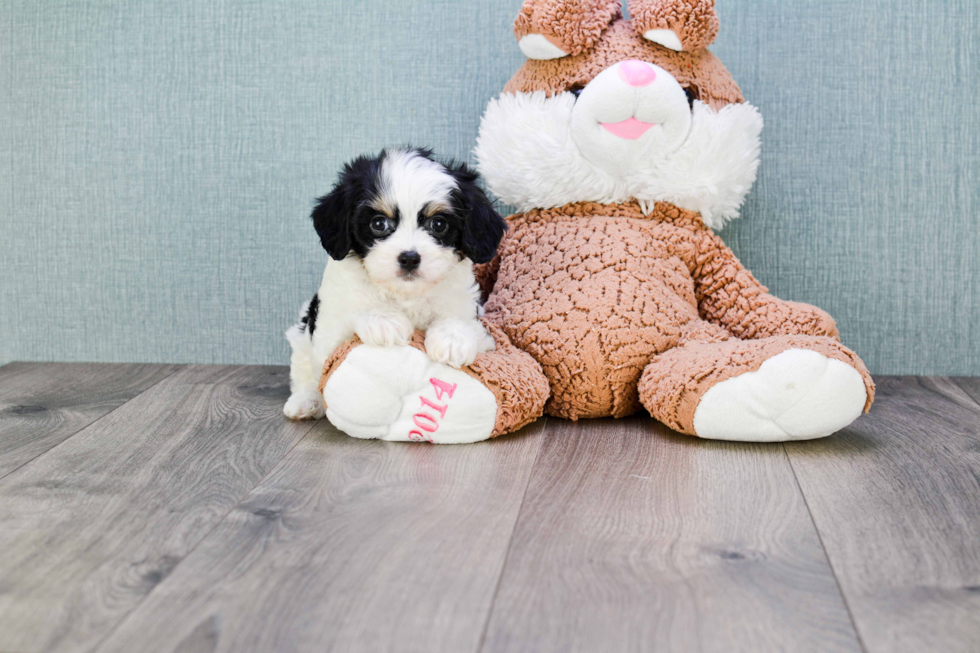 Cavachon Puppy for Adoption