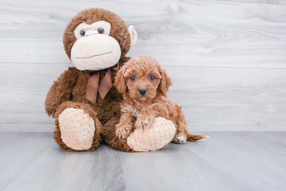 Little Cavoodle Poodle Mix Puppy