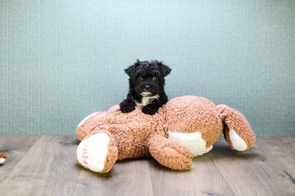 Morkie Pup Being Cute