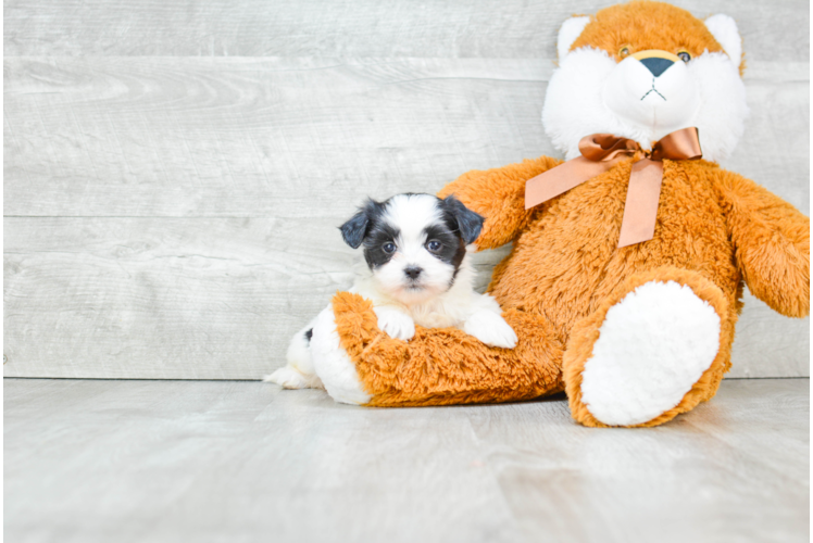 Teddy Bear Pup Being Cute