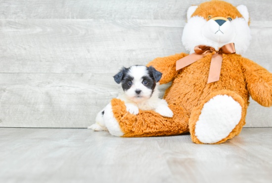 Teddy Bear Pup Being Cute