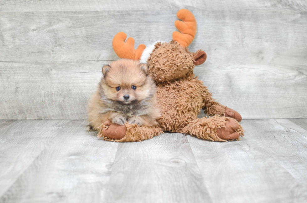 Small Pomeranian Purebred Pup