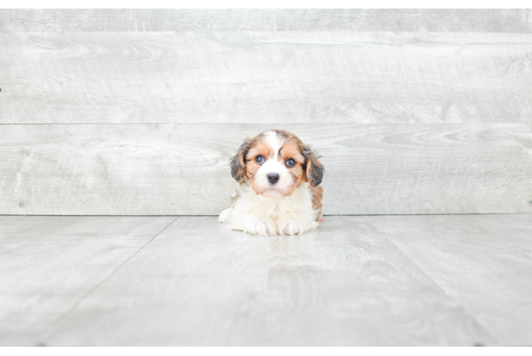 Sweet Cavachon Baby