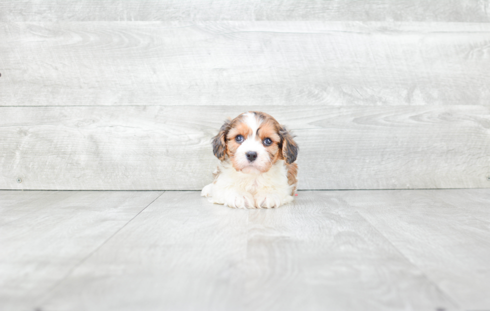 Sweet Cavachon Baby