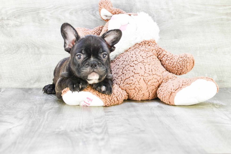 French Bulldog Puppy for Adoption