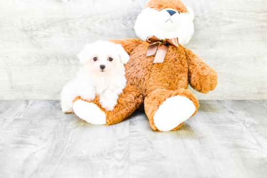 Sweet Maltese Purebred Puppy