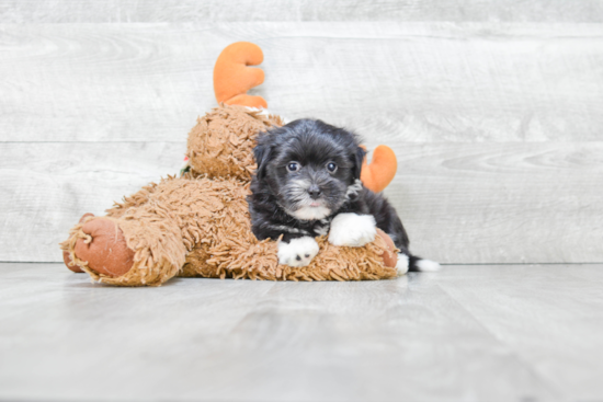 Friendly Havanese Purebred Pup