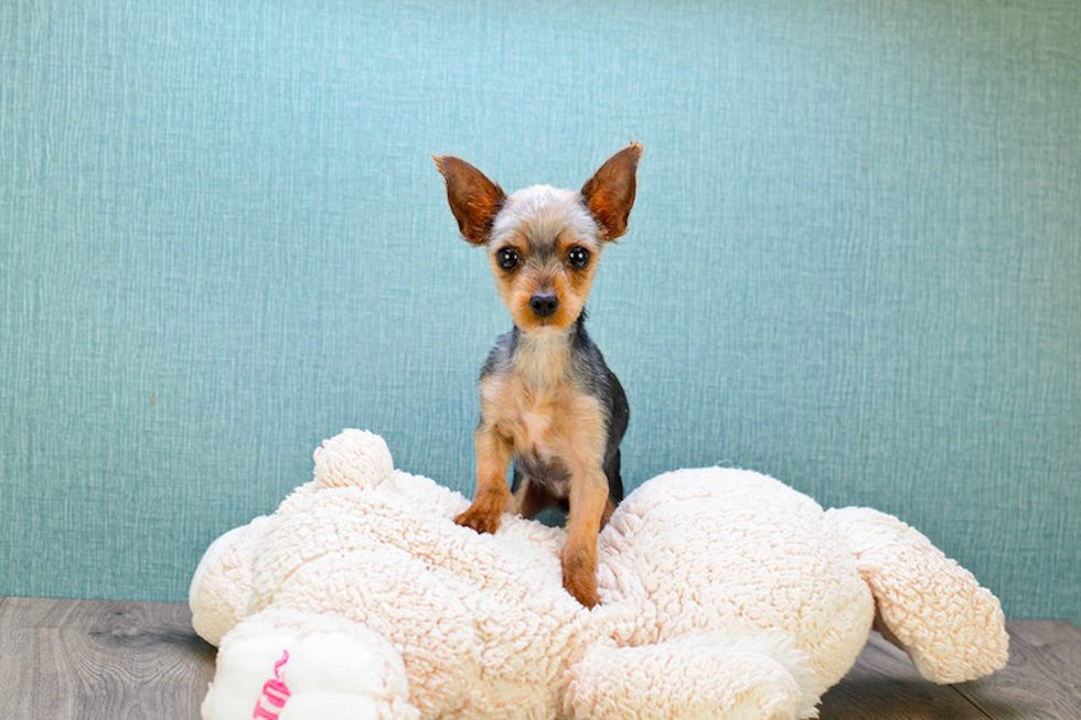 Meet Hannah - our Yorkshire Terrier Puppy Photo 