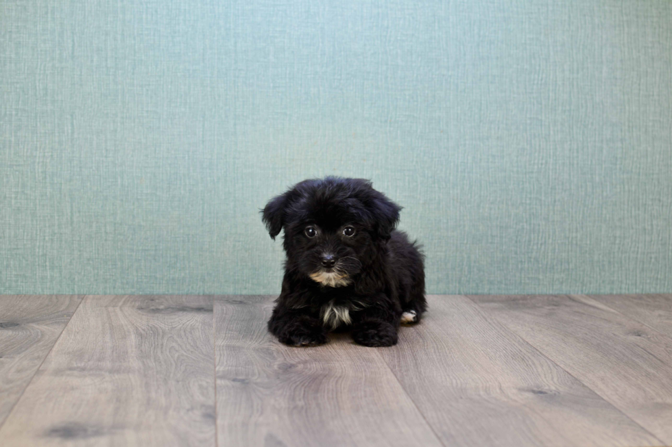 Little Yorkie Doodle Poodle Mix Puppy