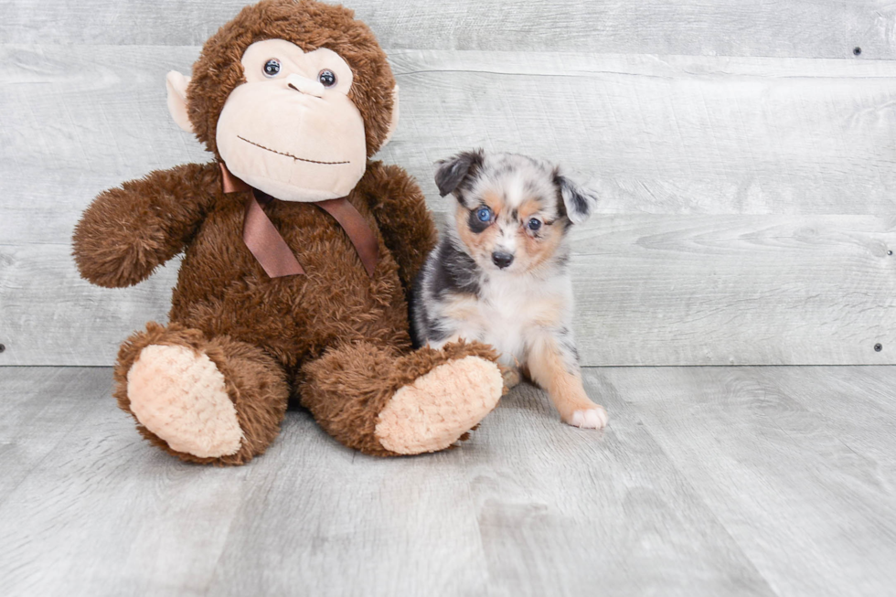 Mini Aussiedoodle Pup Being Cute