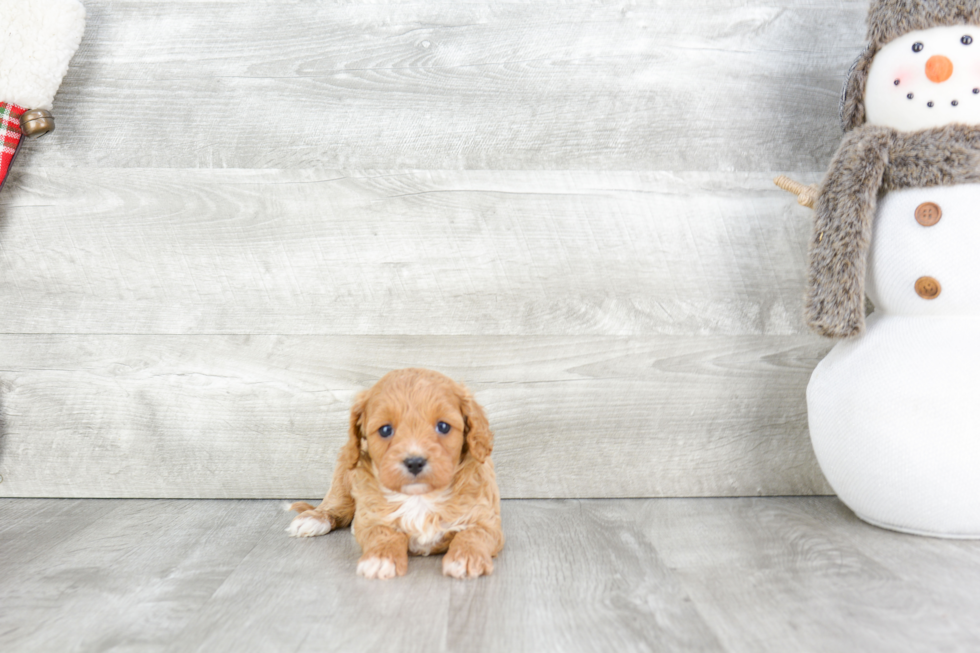 Cavapoo Puppy for Adoption