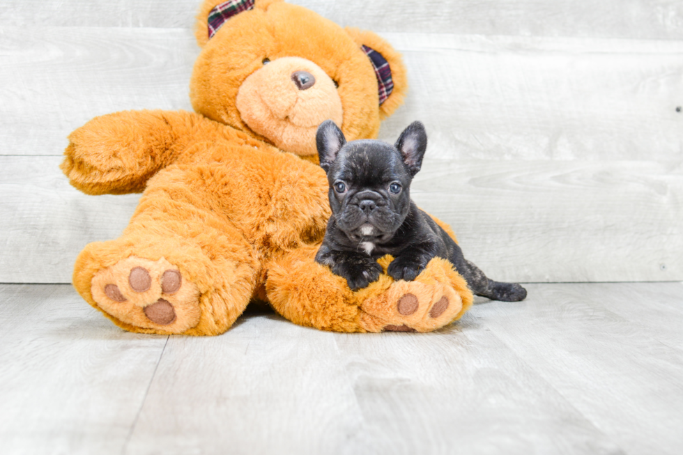 Playful French Bulldog Purebred Pup