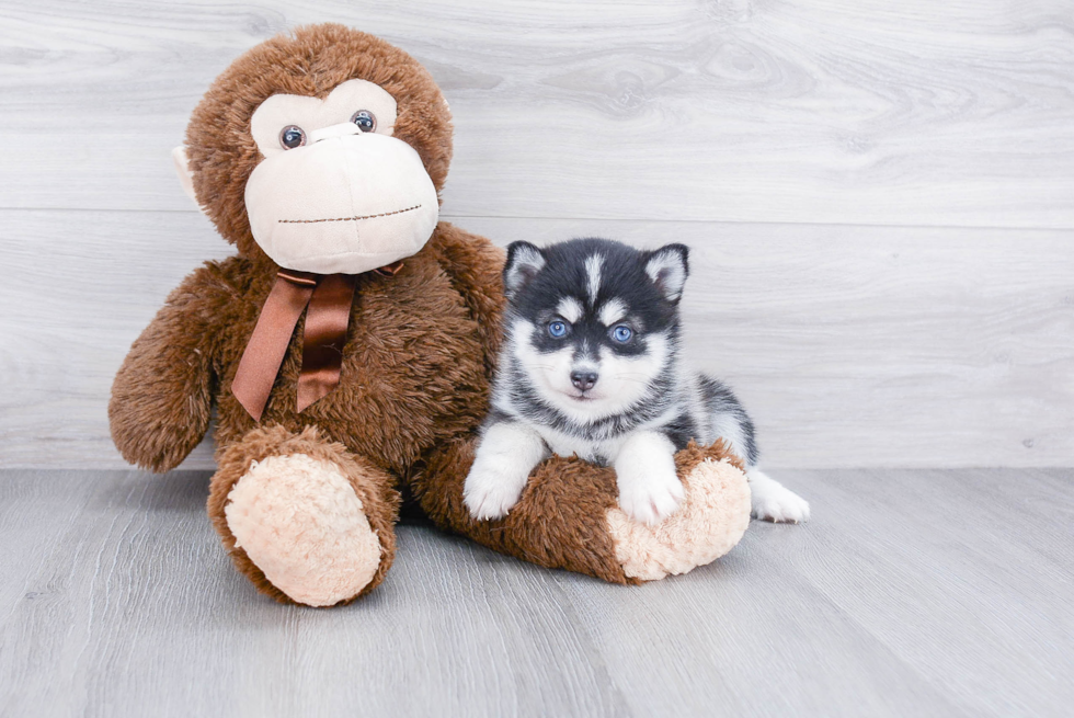 Best Pomsky Baby