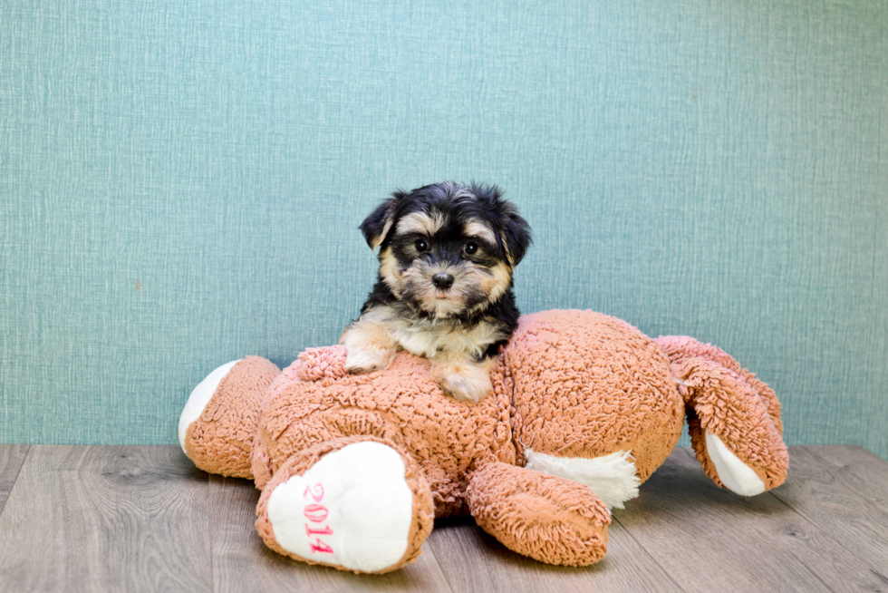 Morkie Puppy for Adoption