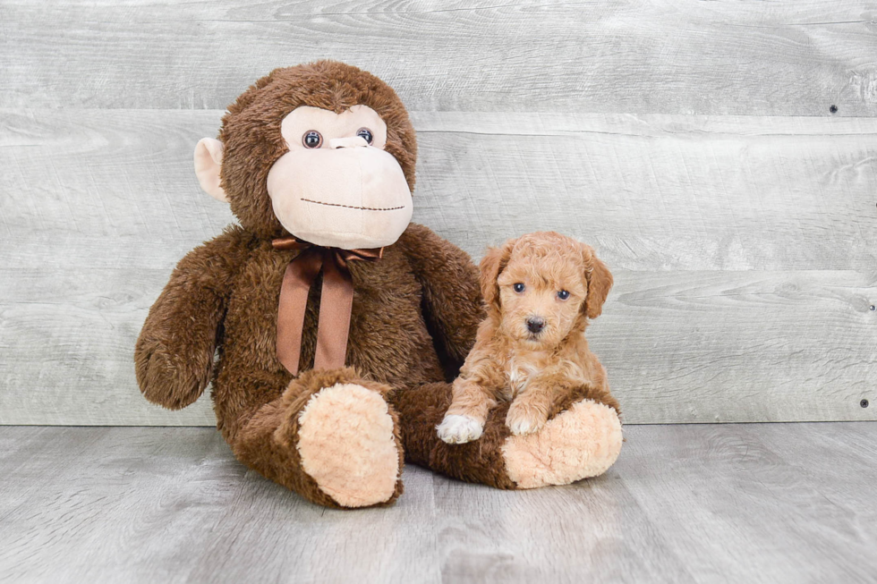 Little Maltepoo Poodle Mix Puppy