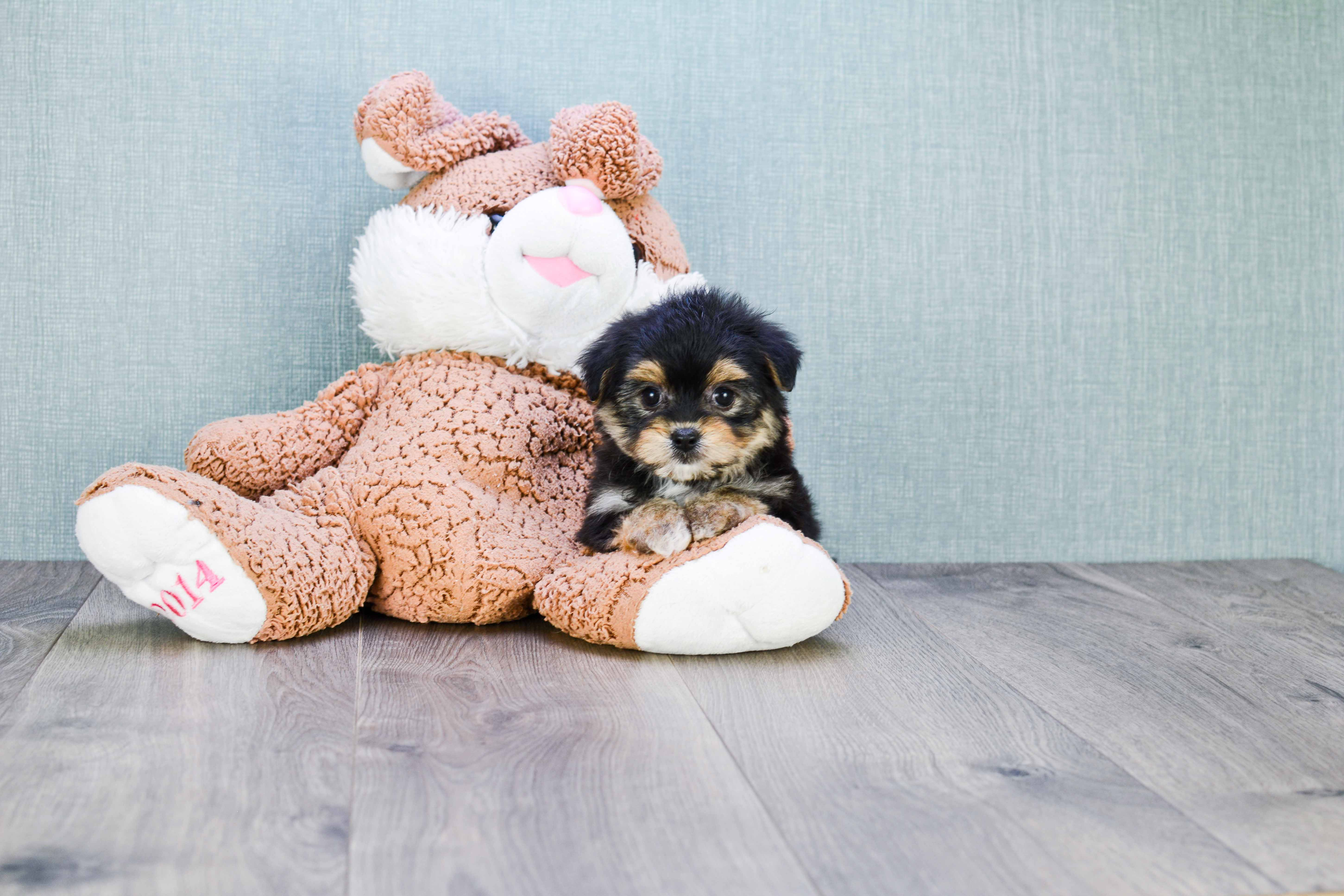 Best Morkie Baby