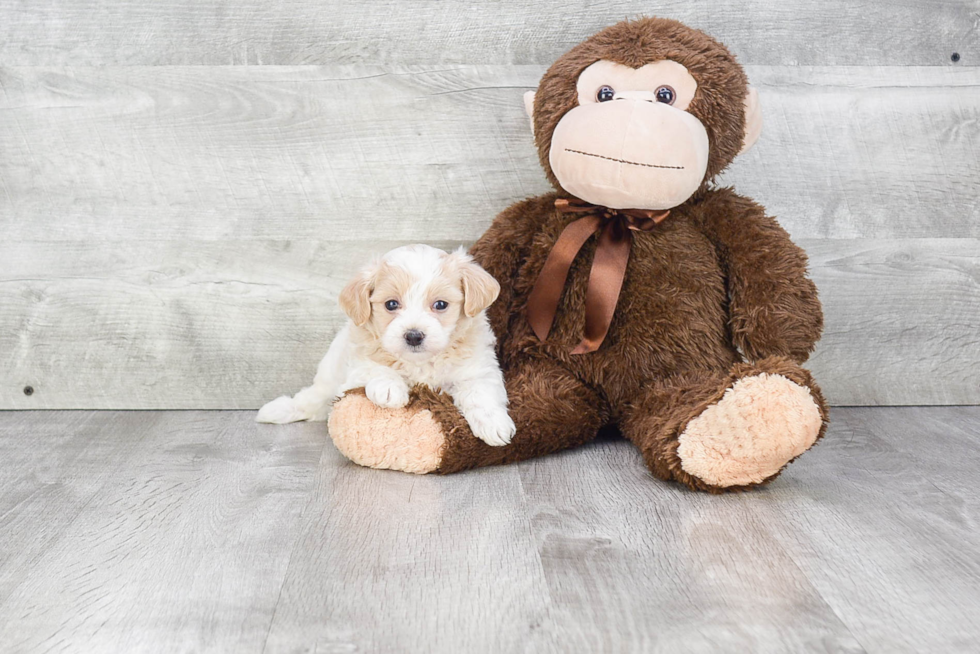 Maltipoo Pup Being Cute