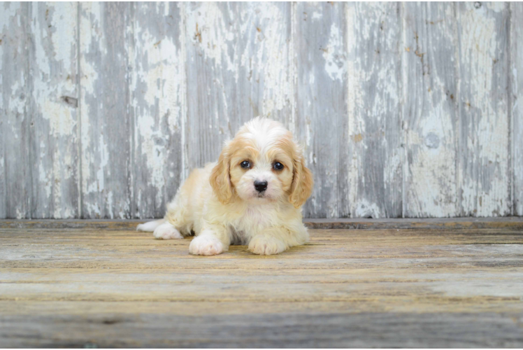 Cavachon Pup Being Cute