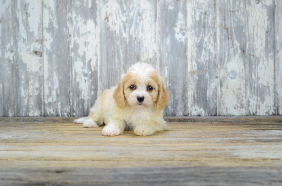 Cavachon Pup Being Cute