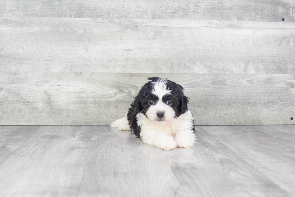 Teddy Bear Pup Being Cute